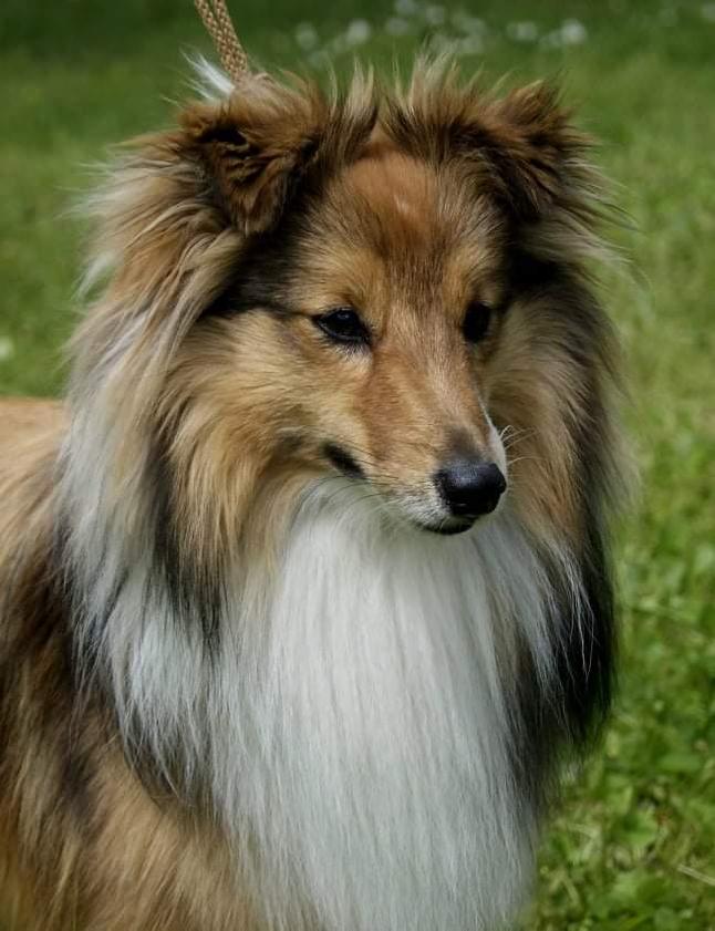 Ace of Spades Štěstí ze severu